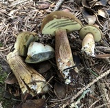 Imleria badia image