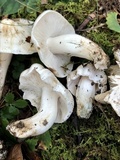 Tricholoma album image