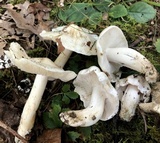 Tricholoma album image