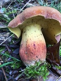 Lanmaoa pseudosensibilis image
