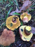 Lanmaoa pseudosensibilis image