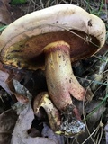 Lanmaoa pseudosensibilis image