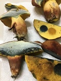 Lanmaoa pseudosensibilis image