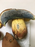 Lanmaoa pseudosensibilis image