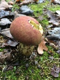 Boletus patrioticus image