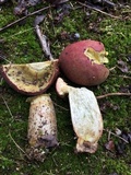 Boletus patrioticus image