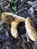Boletus patrioticus image
