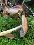 Mycena rutilantiformis image