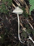 Mycena galericulata image