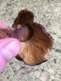 Pluteus atromarginatus image