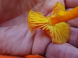 Hygrocybe miniata image