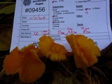 Hygrocybe miniata image