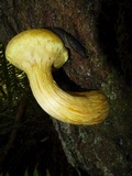 Tricholomopsis decora image