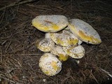 Amanita aprica image