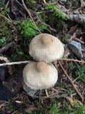 Mycena galericulata image