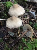 Mycena galericulata image