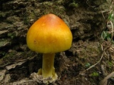 Amanita banningiana image
