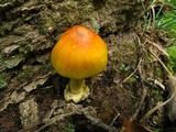 Amanita banningiana image