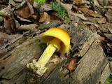 Amanita banningiana image