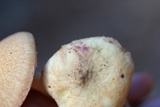 Suillus hirtellus image