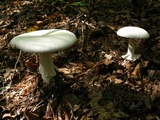 Amanita polypyramis image