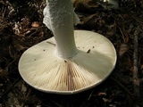 Amanita polypyramis image