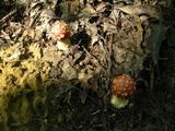 Amanita parcivolvata image