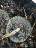 Psilocybe stuntzii image