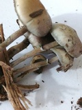 Psilocybe stuntzii image