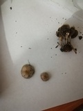 Psilocybe stuntzii image