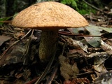 Suillus hirtellus image