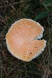 Amanita persicina image