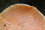 Amanita persicina image