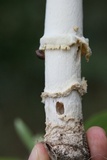 Amanita persicina image