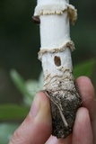 Amanita persicina image