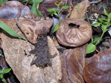 Lycoperdon molle image