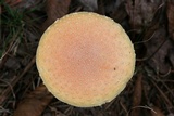 Amanita persicina image