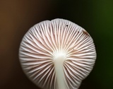 Mycena rosea image