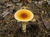 Amanita amerifulva image