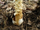 Amanita amerifulva image