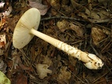 Amanita amerifulva image