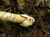 Amanita amerifulva image