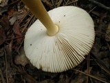 Amanita amerifulva image