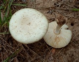 Amanita pubescens image