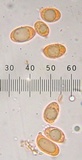 Amanita pubescens image