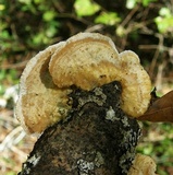 Trametopsis cervina image