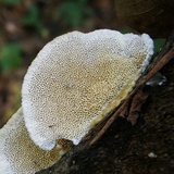 Trametopsis cervina image
