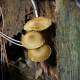 Callistosporium luteo-olivaceum image