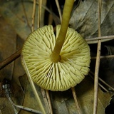 Callistosporium luteo-olivaceum image