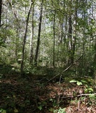 Callistosporium luteo-olivaceum image